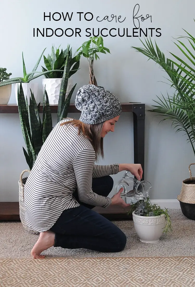How to care for indoor succulents