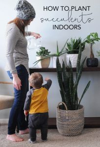 How to Plant Succulents Indoors | How to Plant Indoor Succulents | My Breezy Room