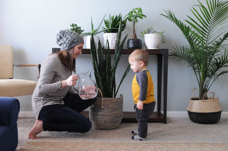 Houseplants for beginners: a list of the easiest houseplants and how to care for them. 