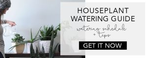 Houseplant watering schedule + tips