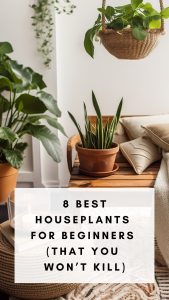 8 best houseplants for beginners