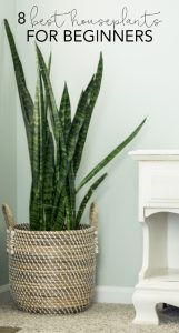 Common House Plants for Beginners: 8 Plants You'll Love