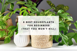 8 Best Houseplants for Beginners