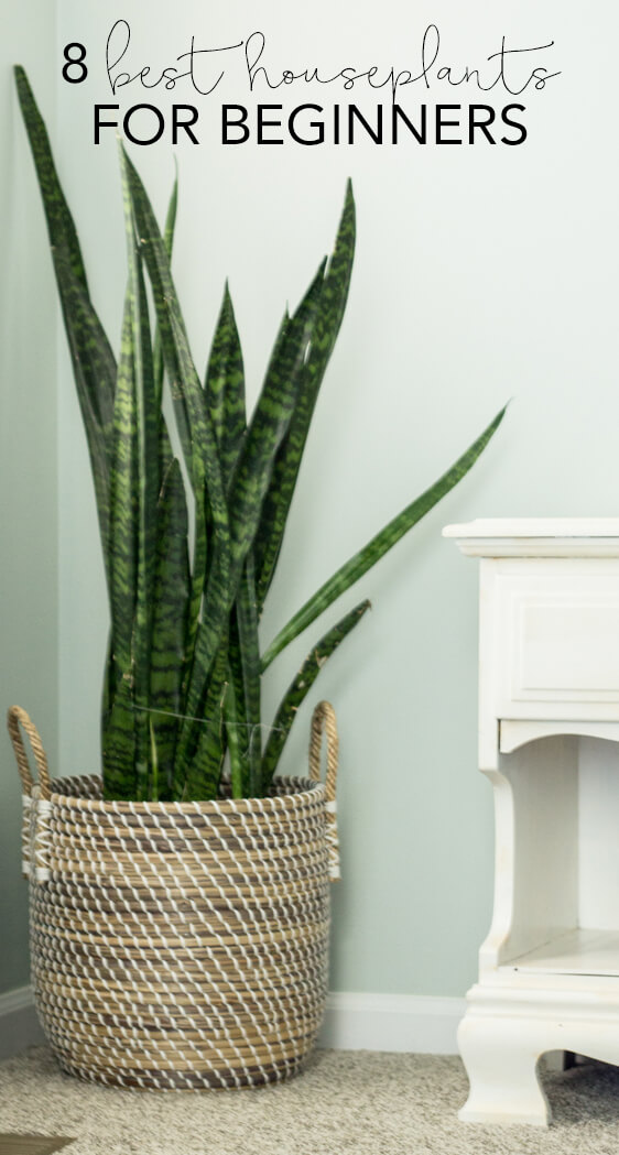 Common House Plants for Beginners 8 Plants You ll Love Common House Plants for Beginners 8 Plants You ll Love
