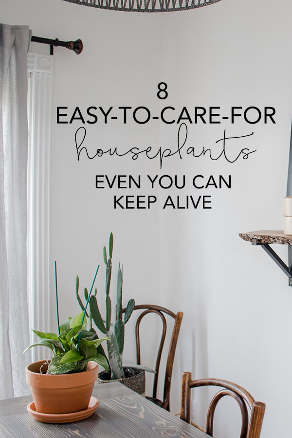 8 common house plants even you can keep alive! | My Breezy Room