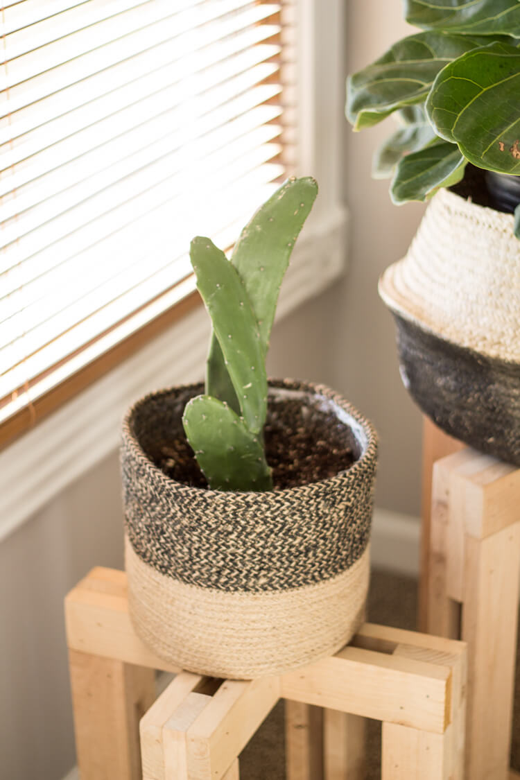 Best common house plants for beginners - 8 indoor houseplants you'll love including this prickly pear cactus! | My Breezy Room