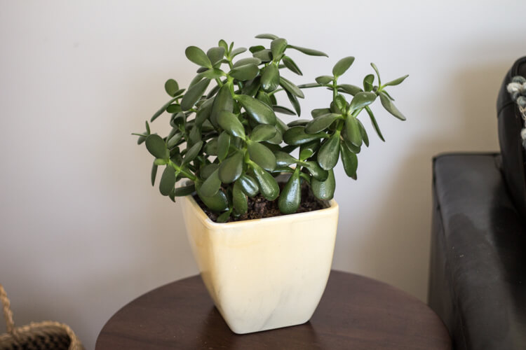 Common House Plants  for Beginners  My Breezy Room