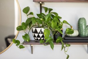 A common houseplant, the pothos, on a shelf.