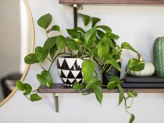 A common houseplant, the pothos, on a shelf.