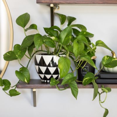 A common houseplant, the pothos, on a shelf.