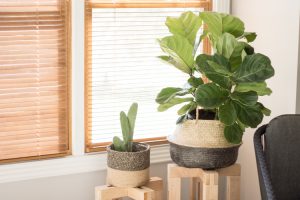 A prickly pear cactus and fiddle leaf fig houseplants.