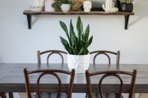 A snake plant, one of the easiest houseplants to keep alive, sitting on a farmhouse style table.