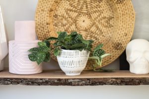 Common House Plants for Beginners: 8 Plants You'll Love