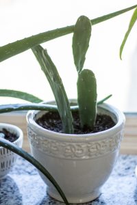 Common House Plants for Beginners: 8 Plants You'll Love