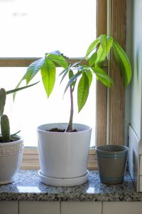 Common House Plants for Beginners: 8 Plants You'll Love