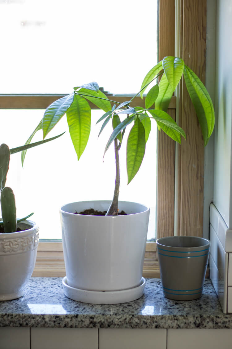 Common House Plants  for Beginners  My Breezy Room