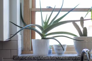 Common House Plants for Beginners: 8 Plants You'll Love