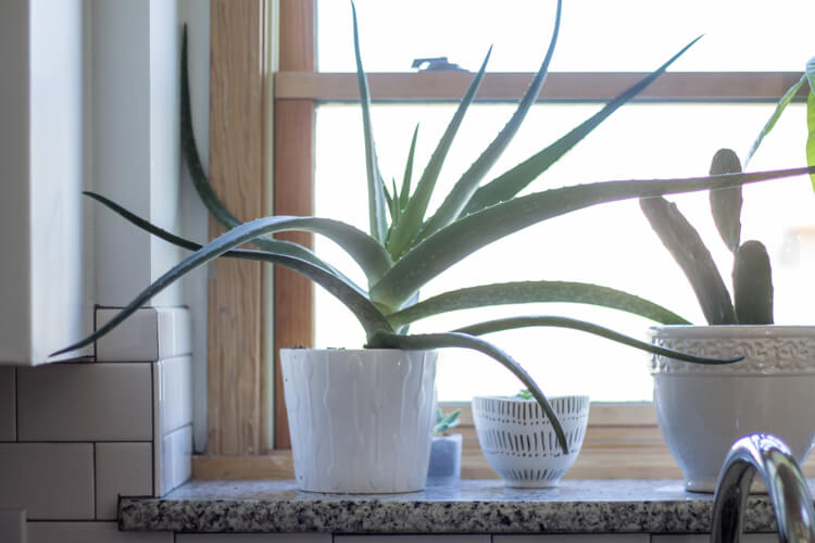Common House Plants  for Beginners  My Breezy Room