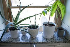 Common House Plants for Beginners: 8 Plants You'll Love