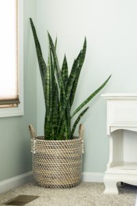 Common House Plants for Beginners: 8 Plants You'll Love