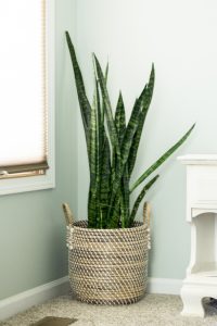 Common House Plants for Beginners: 8 Plants You'll Love