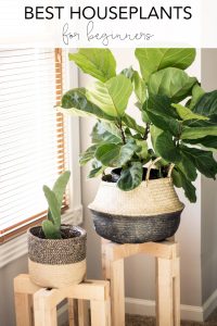 Common House Plants for Beginners: 8 Plants You'll Love