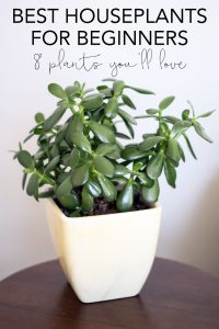 Common House Plants for Beginners: 8 Plants You'll Love