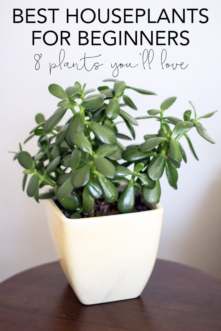 Common House Plants  for Beginners  8 Plants  You ll Love