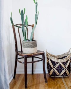 best plants for beginners: prickly pear cactus