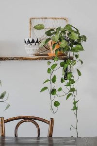 Best plants for beginners: Pothos