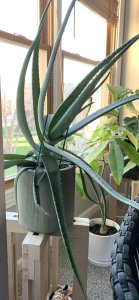Best houseplants for beginners: Aloe vera plant