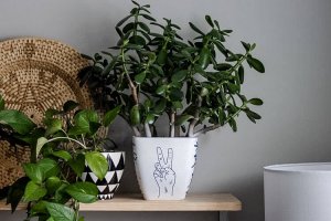 Best plants for beginners: Jade plant