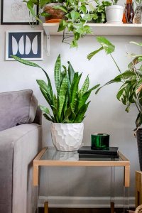 Best plants for beginners: Snake Plant