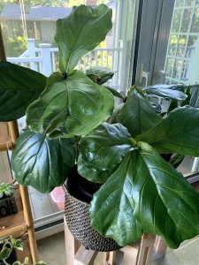 Best houseplants for beginners: Fiddle leaf fig