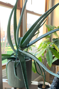 Best houseplants for beginners: Aloe vera plant