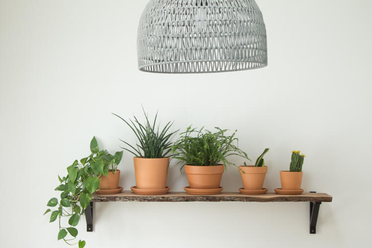 Simple plant shelf with 5 terra cotta planters filled with various houseplants. 