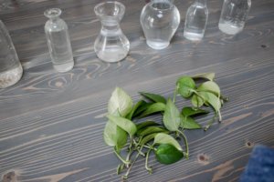 Pothos clippings for water propagation
