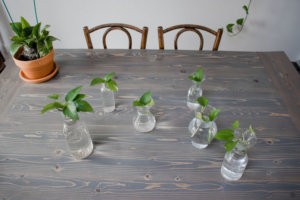 propagated pothos for simple shelf decorating idea