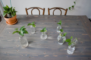 propagated pothos for simple shelf decorating idea