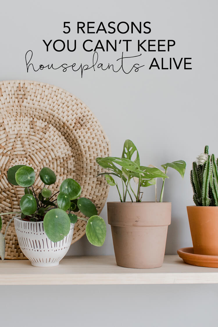Pilea, swiss cheese vine and cactus on a shelf. 5 reasons your houseplants are dying. Use these 5 tips to help keep your plants alive. 