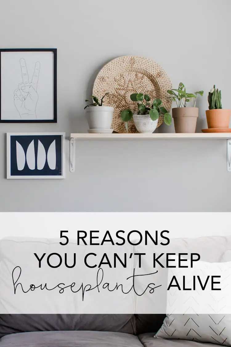 Christmas cactus, pilea, swiss cheese vine and cactus on a shelf. 5 reasons your houseplants are dying. Use these 5 tips to help keep your plants alive. 