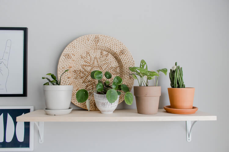 Cute little plant shelf with a 4 small plants in a assorted planters. 