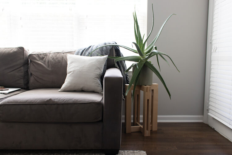 Large indoor aloe plant next to sofa. Use these 5 tips to keep houseplants alive. 