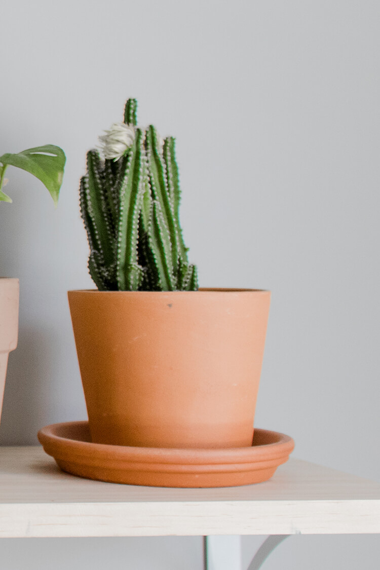 Cactus in terra cotta planter. 