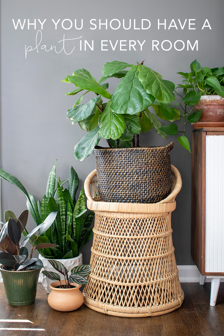 Why you should have a plant in every room | My Breezy Room