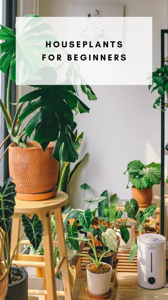 Beginner-Friendly Houseplants 101: Your Guide to Green Success 🌿✨

Dive into the world of houseplants with our ultimate guide for beginners! Discover resilient plants that thrive with minimal care, making them perfect for first-time plant parents. From low-light wonders to air-purifying champs, embark on your journey to a greener home. 🏡🌱 #HouseplantsForBeginners #GreenThumbJourney 