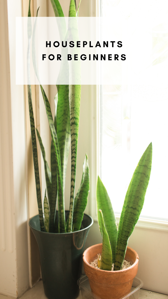 Greenery Galore: Houseplants Perfect for New Plant Parents! 🌈🪴

Calling all aspiring plant enthusiasts! Our guide introduces you to easy-to-care-for houseplants, ideal for those taking their first steps in plant parenthood. Learn the basics of watering, light, and love that these green companions crave. Start your plant journey with confidence! 🌱💚 #HouseplantBeginner #GreenLiving