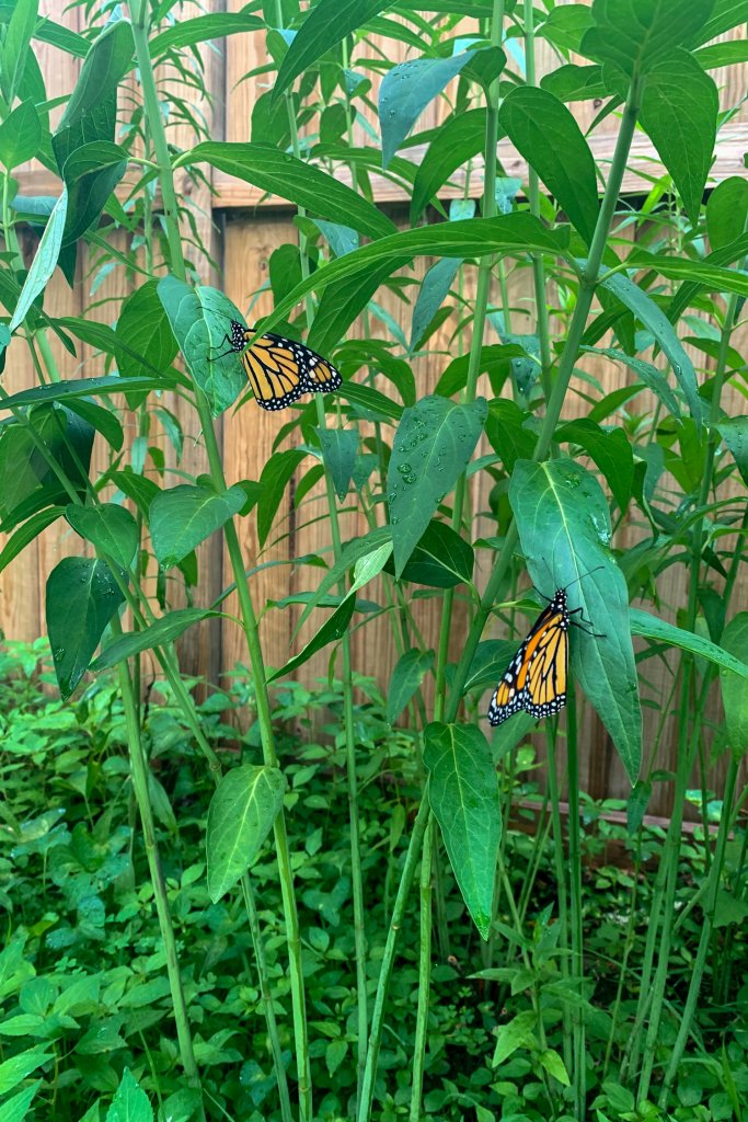 Monarch Butterfly Garden Kit -28 Species of Perennial Milkweed and  Wildflower Seeds - If You Grow it Monarchs Will Come - Kids STEM Project -  Create a