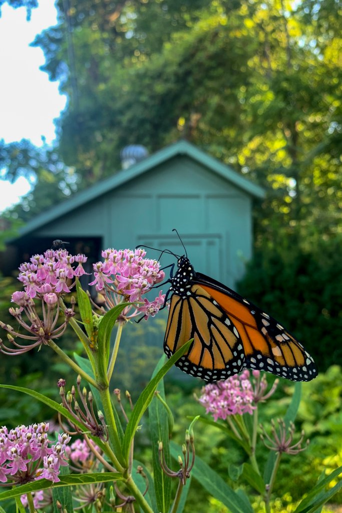 Monarch butterfly on milkweed bloom. How to raise monarchs caterpillars.