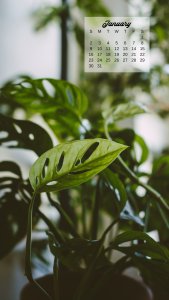 20+ plant themed January 2022 calendar wallpapers - instant download!